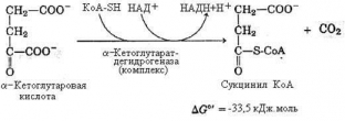 tsikl-krebsa-tsentralnaya-rol-v-metabolizme-kletki