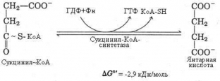 tsikl-krebsa-tsentralnaya-rol-v-metabolizme-kletki