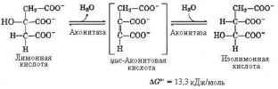 tsikl-krebsa-tsentralnaya-rol-v-metabolizme-kletki