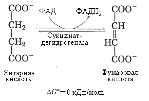 tsikl-krebsa-tsentralnaya-rol-v-metabolizme-kletki