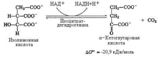 tsikl-krebsa-tsentralnaya-rol-v-metabolizme-kletki