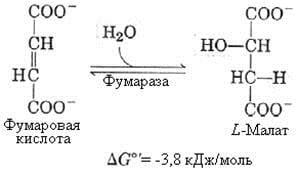 tsikl-krebsa-tsentralnaya-rol-v-metabolizme-kletki