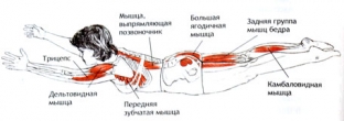 uskorit-obmen-veshchestv-pri-pomoshchi-jogi-5-asan