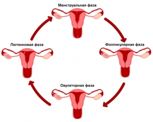 uzi-v-raznye-fazy-menstrualnogo-tsikla-kak-dolzhny-vyglyadet-yaichniki-i-endometrij