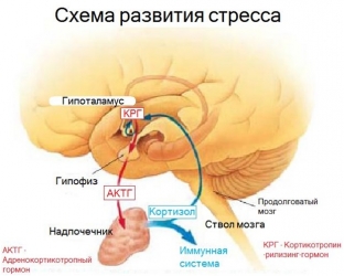 vliyanie-stressa-na-psikhologicheskoe-i-fizicheskoe-zdorove