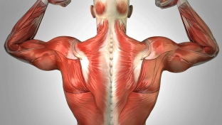 zabyt-o-boli-v-spine-navsegda-formiruem-myshechnyj-korset-spiny