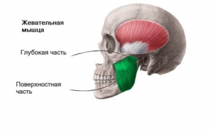 zhevatelnye-myshtsy-i-prezhdevremennoe-starenie-litsa-v-chem-svyaz